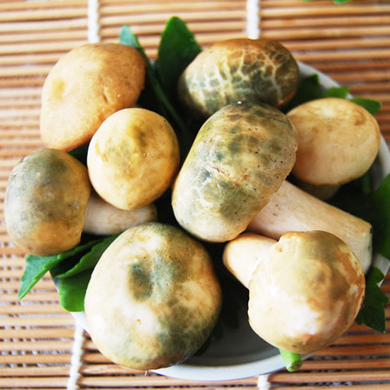 云南新鲜速冻 青头菌小菇朵特产 新鲜绿豆菌蘑菇 泡汤生菌绿头菇