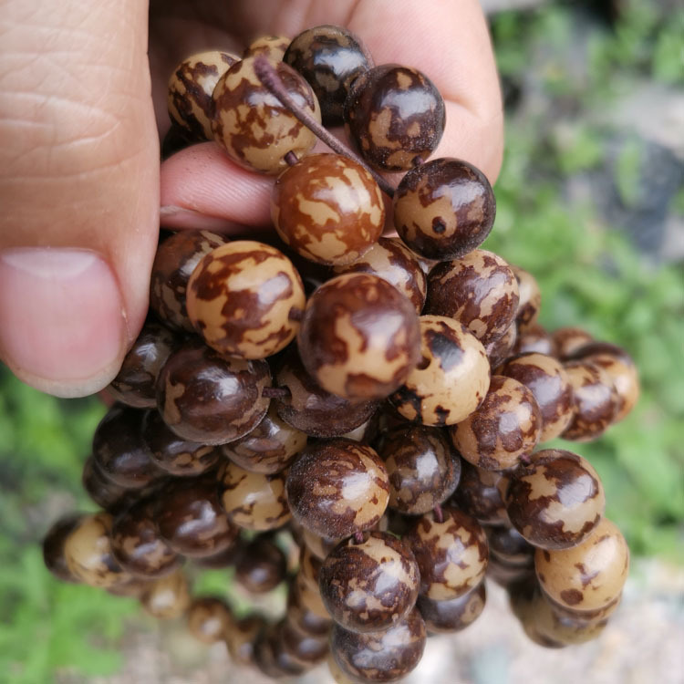 花根虎斑纹菩提籽菩提根手串景区地摊网络直播情侣手链夜市赠品