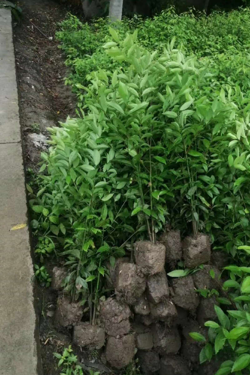 厂家批发天竺桂 50公分天竺桂 园林绿化天竺桂 绿化苗木天竺桂