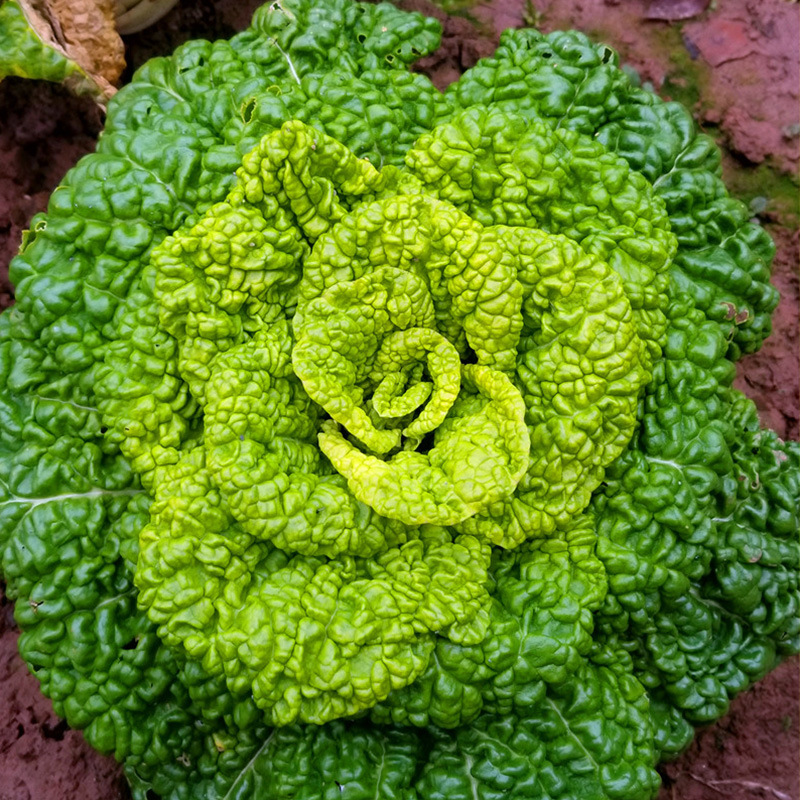 韩育黄心菜种子 农田菜地丰产四季蔬菜黄心乌乌塌菜籽原厂包装
