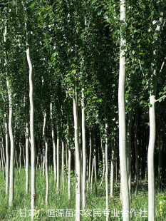 出售红柳籽 籽播红柳树苗 优质毛货红柳种子-阿里巴巴