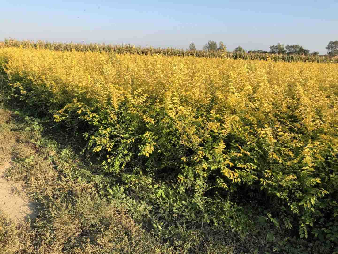 金叶榆金叶榆杯苗金叶榆地接苗绿篱苗成品苗小区用苗工程用苗
