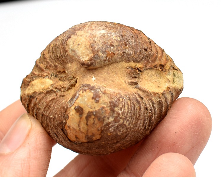 蛤蜊海蚬化石贝壳化石双壳动物河蚌化石地质科普教学标本摆件