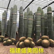 秘鲁苹果仙人掌分叉 群生量天尺仙人柱沙生植物 批发大型多浆植物