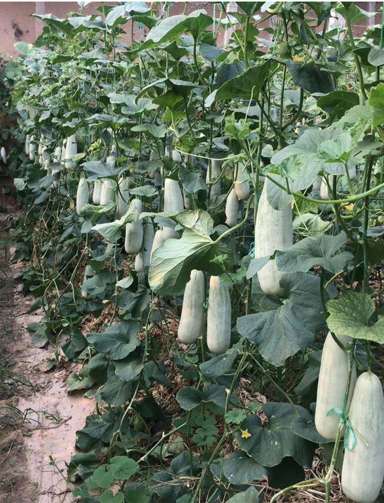 甜羊角酥甜瓜种籽羊角蜜甜瓜种子香瓜正品春季四季水果种孑