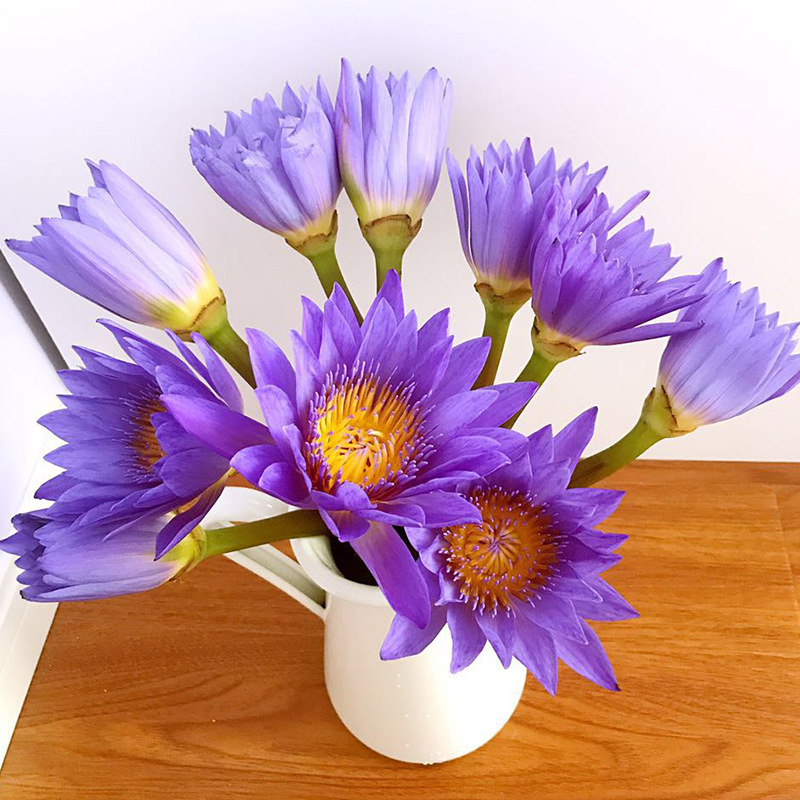 广州速递紫色睡莲鲜花荷花有香味莲花求神供佛家居办公室一周一花