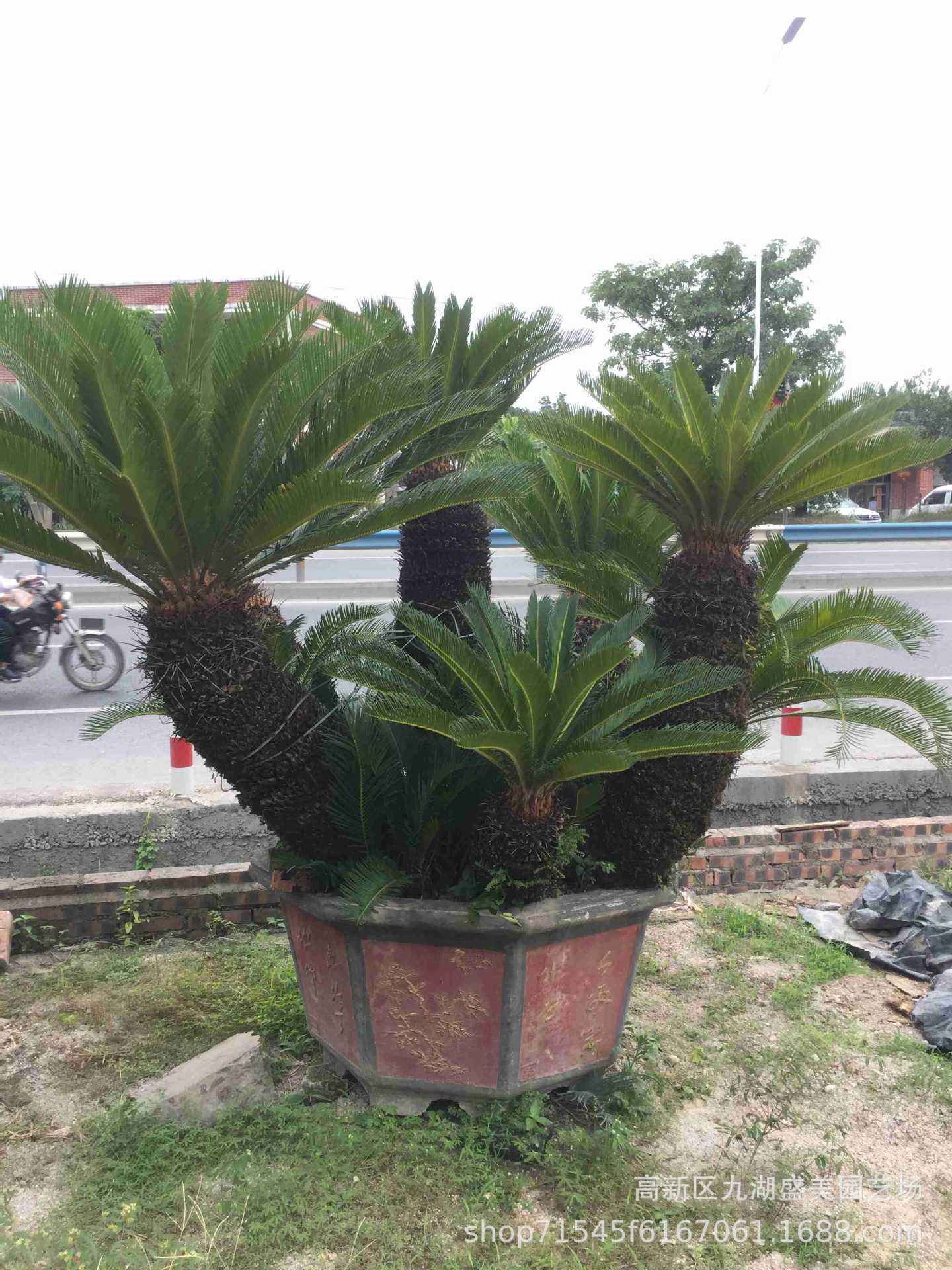 福建铁树批发 北京铁树盆景报价 多头大铁树价格 铁树基地直供