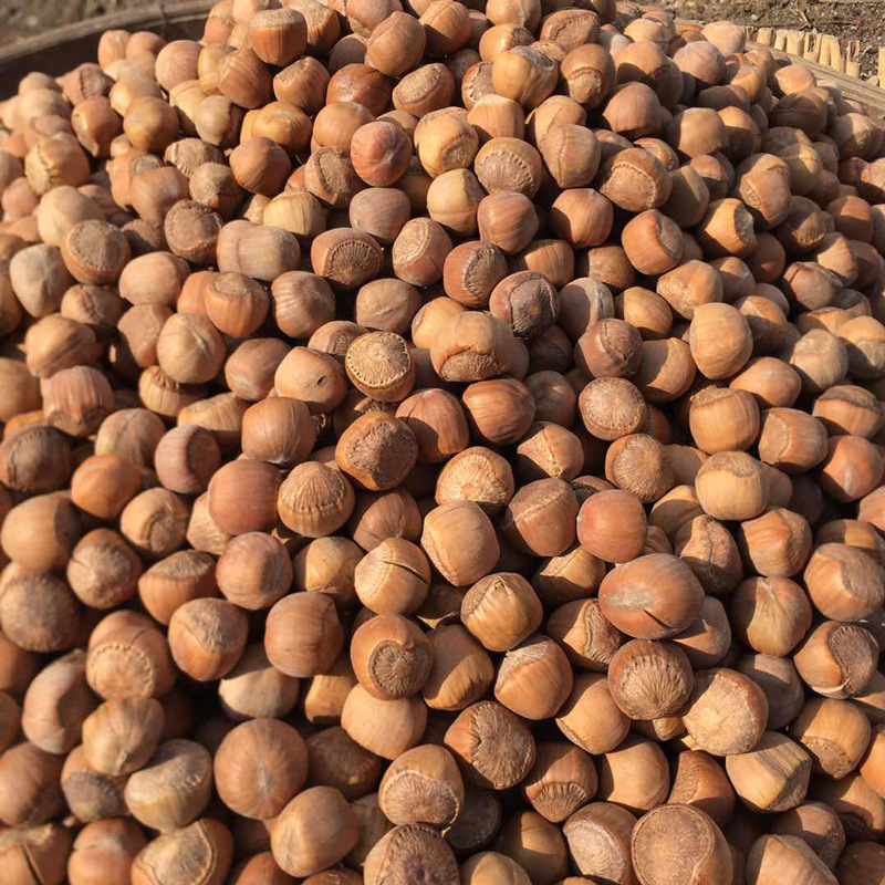 榛子,仁衣色泽以 黄白为上,暗黄为次 ;褐黄更次,带深褐斑纹的"虎皮