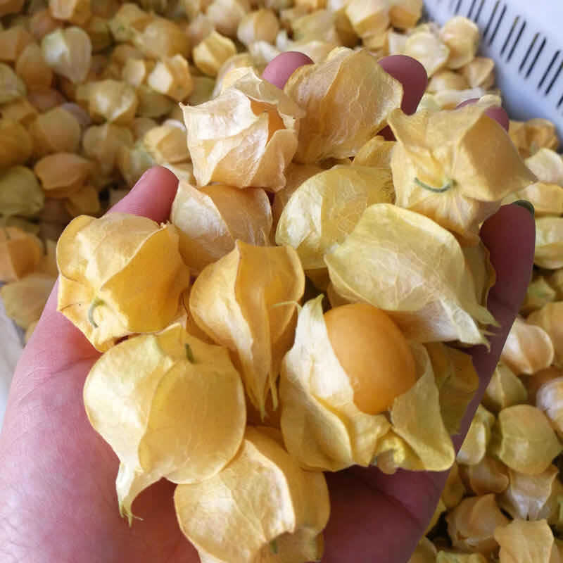 东北姑娘果灯笼果新鲜现摘2斤装