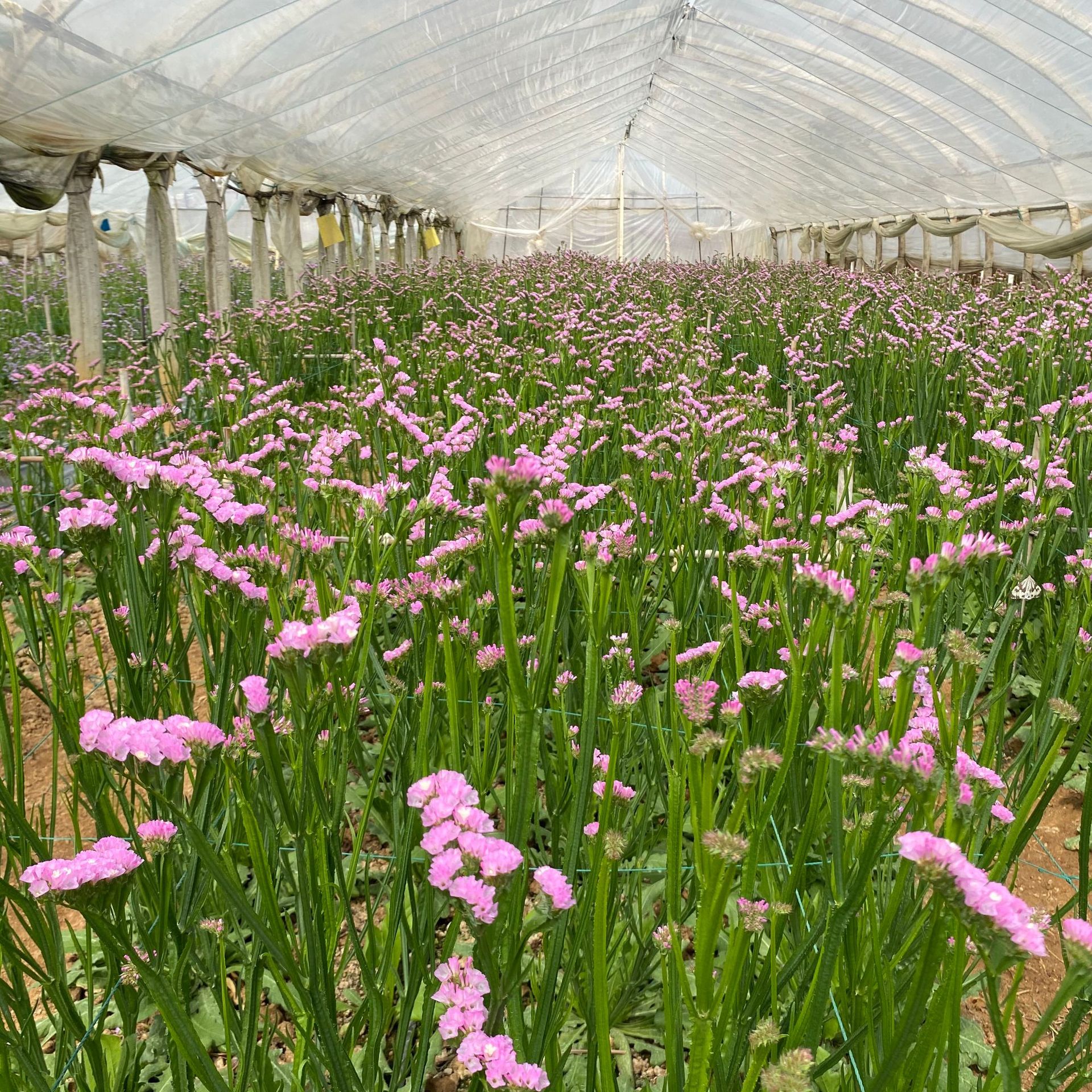 勿忘我鲜花云南十八怪称斤卖满天星干花花束摆地摊展销会基地批发