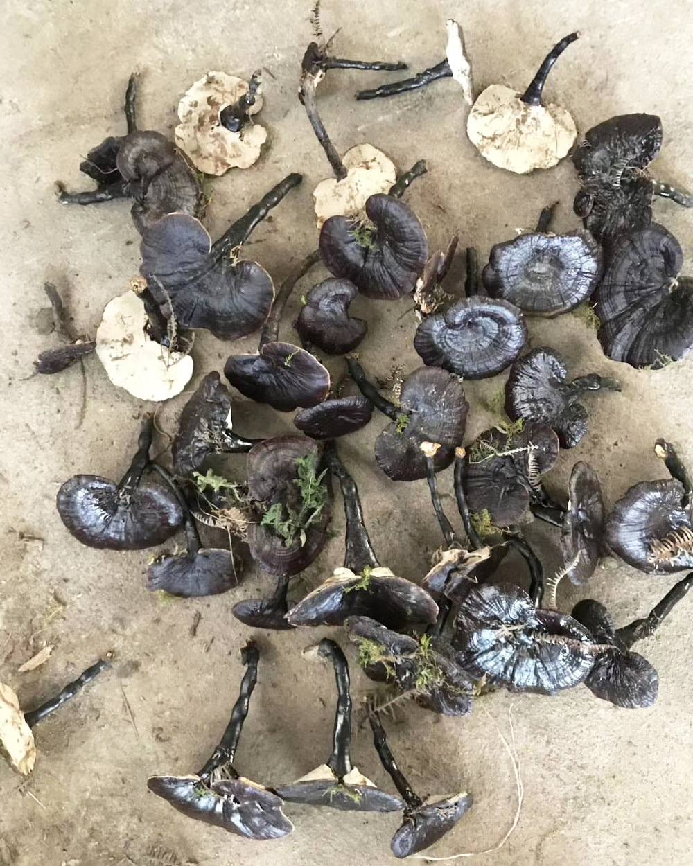 广西野生黑灵芝小灵芝250克水煲汤酒店送礼散装批发新货