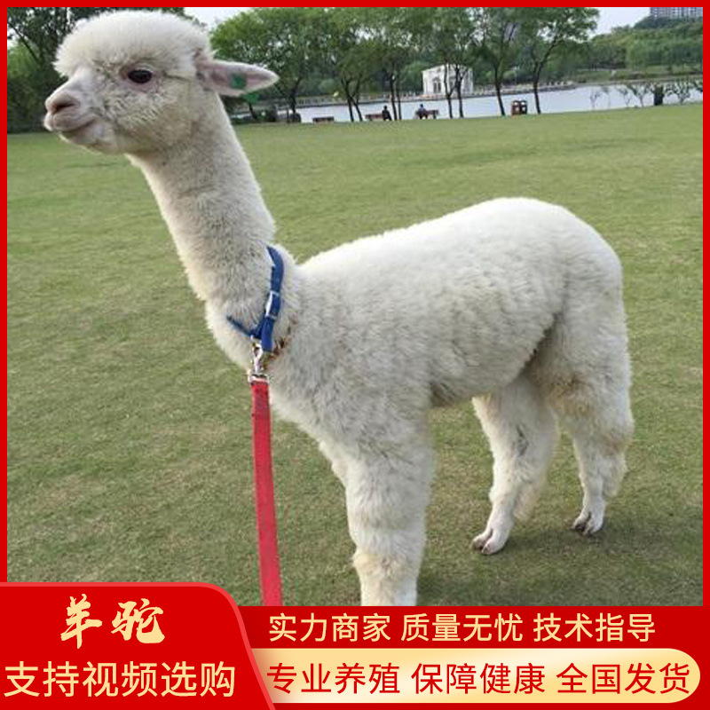 宠物小羊驼白孔雀  花孔雀骆驼海洋生物未分类销量排行