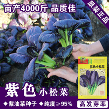 紫色小白菜小白菜籽油菜籽鸡毛菜种子四季小青菜紫油菜籽