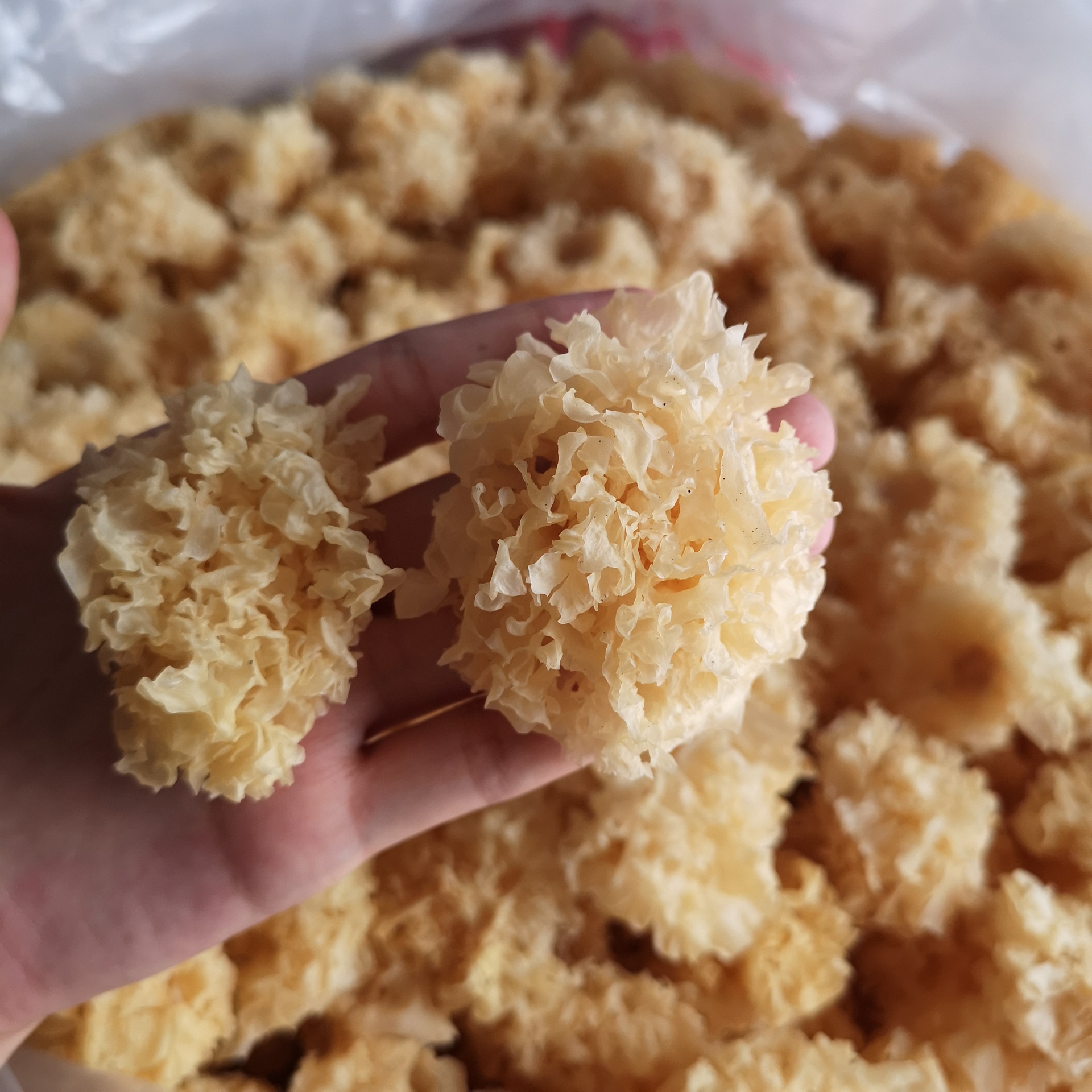 椴木小银耳白木耳500g糯耳丑耳干货不硫熏非长白山通江雪耳