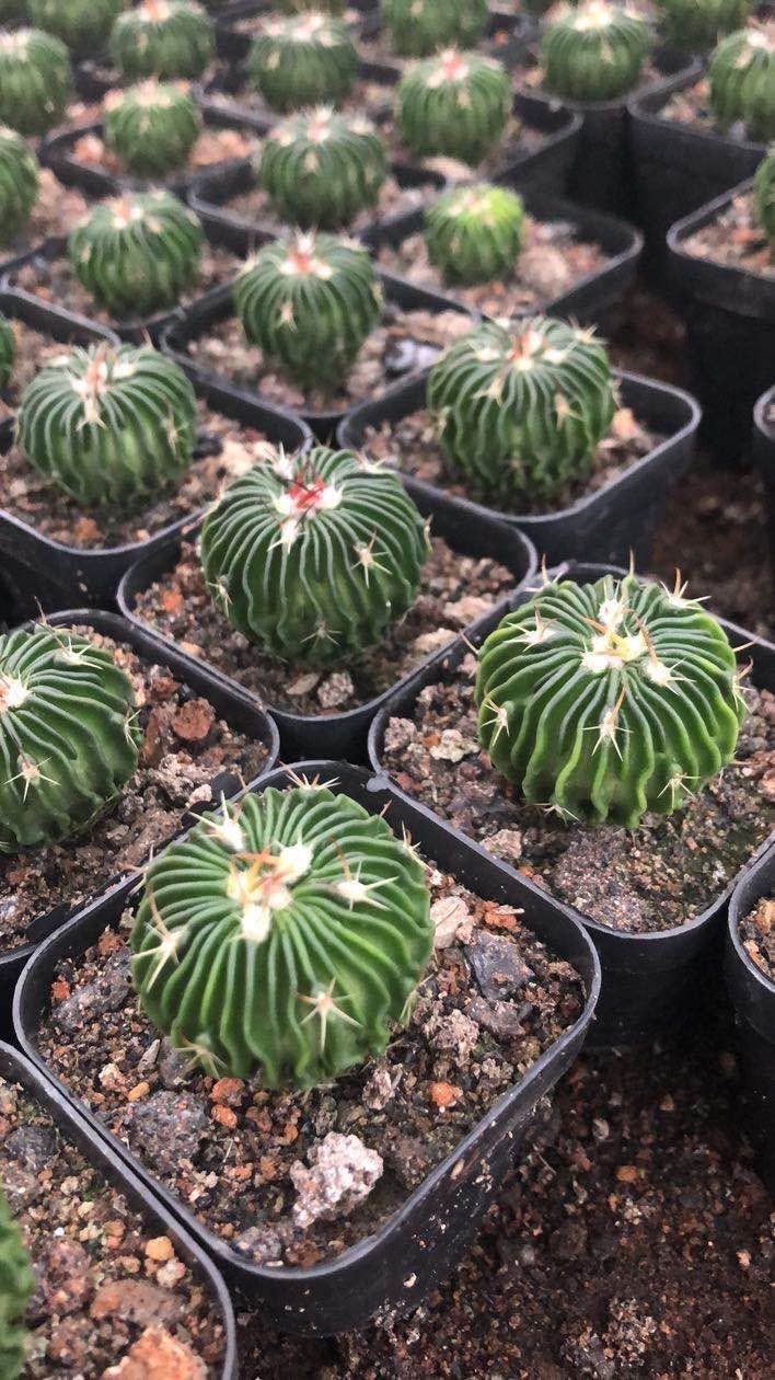 仙人球基地批发多棱玉各种规格实生自根嫁不同类别