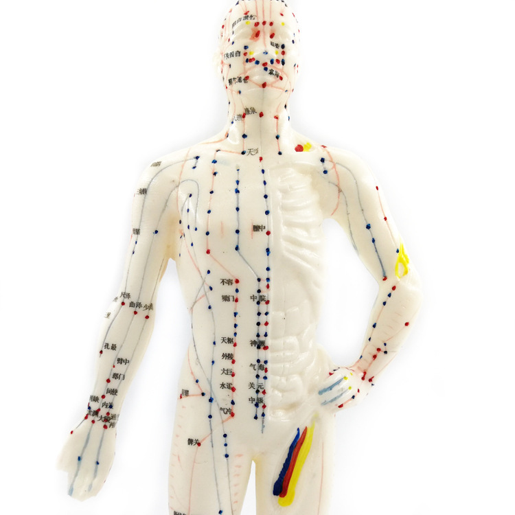 26cm经络模型人体针灸穴位模型人体模型医用针灸人体模型