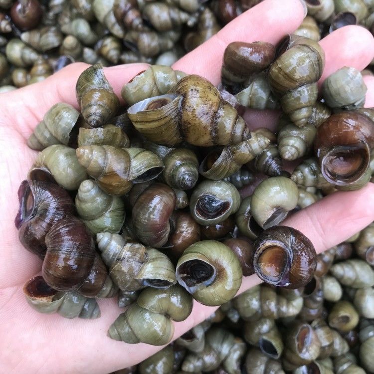 4斤包邮 野生鲜活田螺新鲜螺蛳活体微山湖农家精选淡水螺蛳粉批发