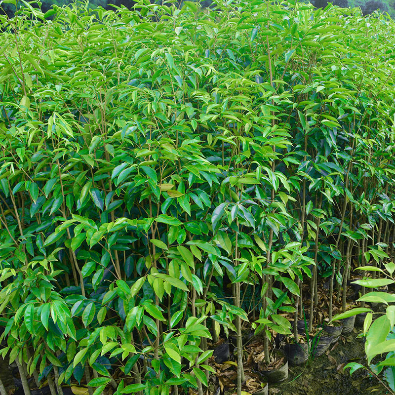 基地批发名贵苗木沉香树苗海南种子实生苗优质沉香大苗小苗原土发