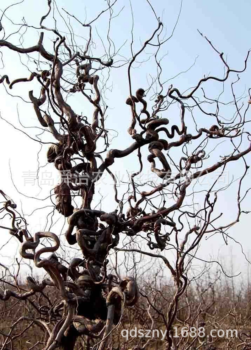 果树苗 龙枣树苗 枣树苗游龙枣盘龙枣苗南北方种植龙须枣树苗