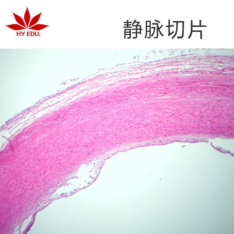 生物玻片静脉切片生物切片 动物组织细胞切片 生物实验切片红苹果