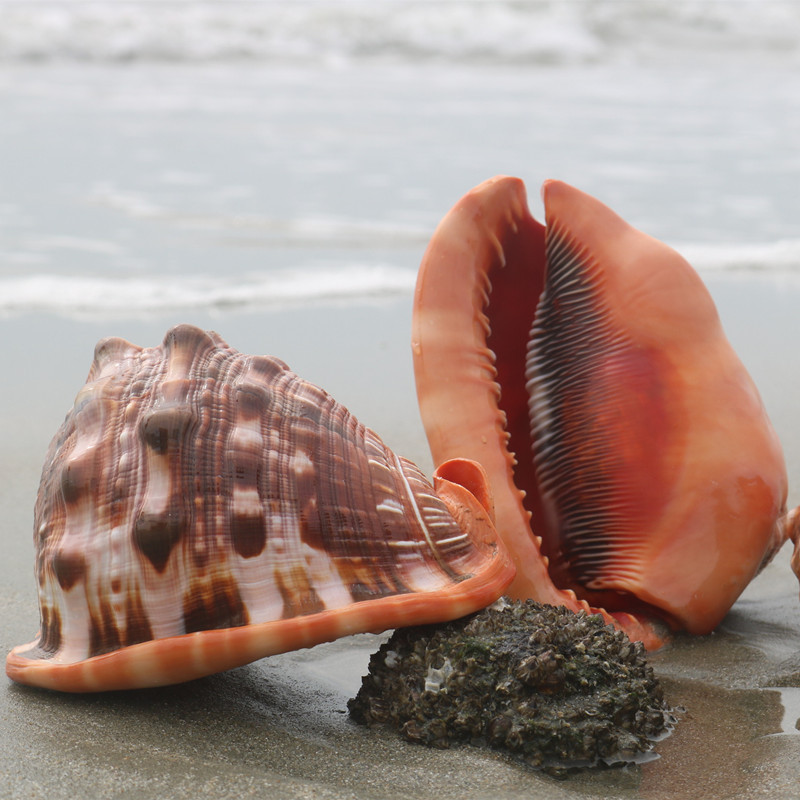 万宝螺天然超大贝壳海螺四大名螺礼品鱼缸造景水族装饰品摆件批发