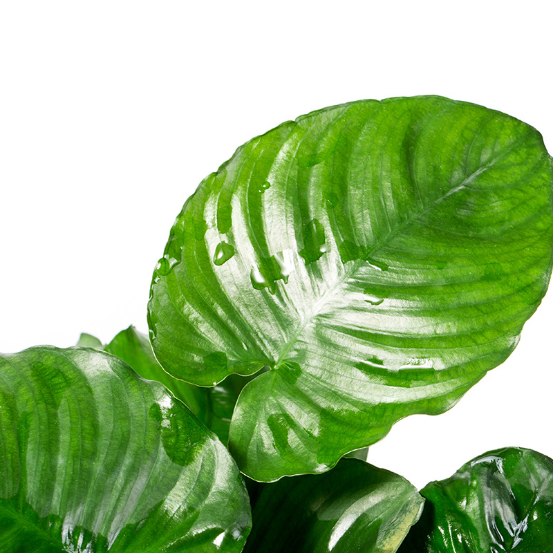 懒人水草新手鱼缸造景草双头中榕植物水榕水草水族箱沉木装饰批发