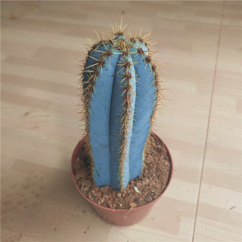 金青阁 仙人柱10-17cm高 创意北欧仙人球组合蓝色耐旱仙人掌易养