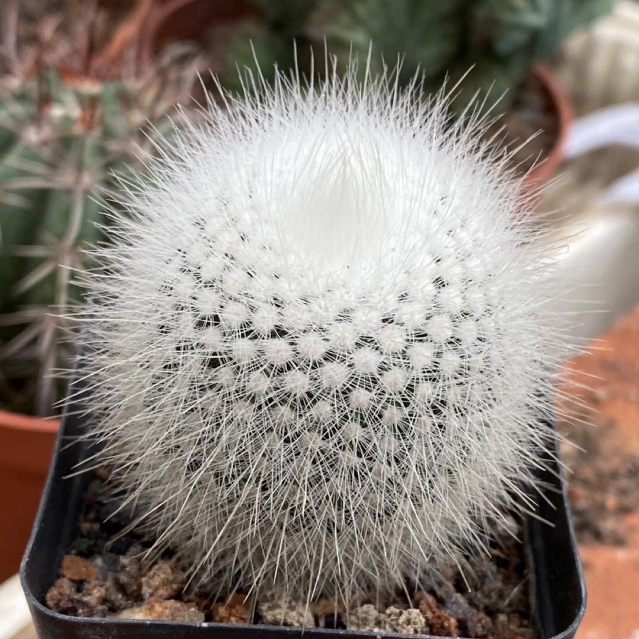 仙人球盆栽白色多肉植物实生白小丁3-4cm仙人球小盆栽