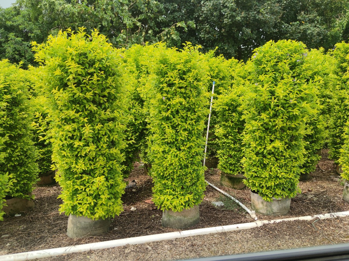 208基地批发 供应 黄金叶柱 1.2-2米高 黄素梅柱型 常绿彩叶灌木