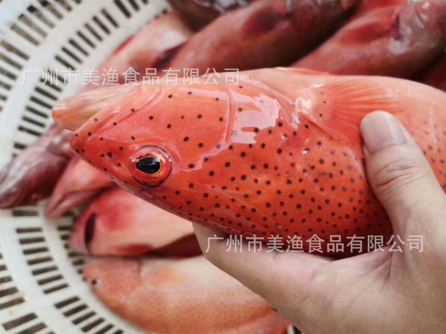 冷冻红东星斑 燕尾斑 海鲜鱼类石斑鱼红鱼需称重发货1.2-1.6斤/条