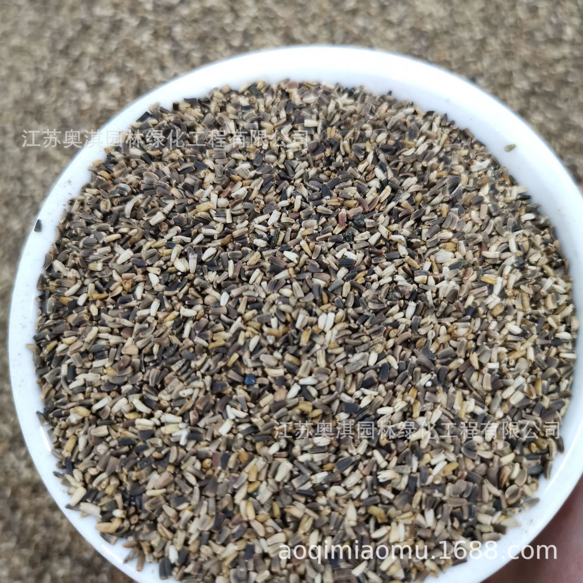 牧草种子 菊苣种子 将军菊苣耐寒养羊牛兔鸡鸭鹅量大优惠货到付款