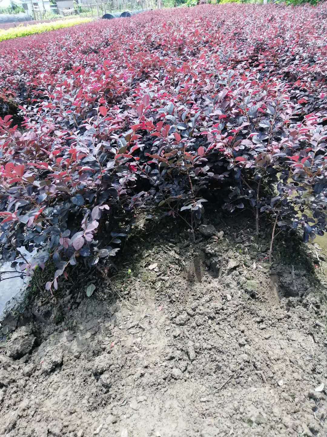 采购红花继木苗红花继木小苗价格批发灌木红花继木色块苗红花檵木