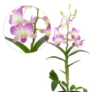 迦南兰业老人须松萝凤梨空气草空气凤梨懒人绿植无土植物无土栽培