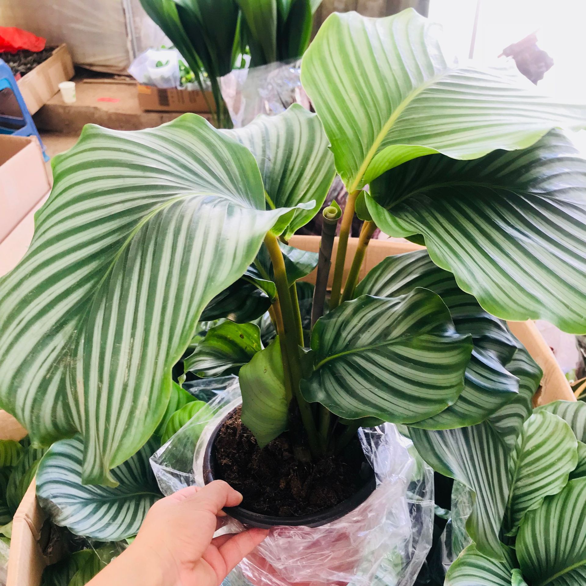 大棚销售苹果竹芋盆栽 室内大叶绿植四季常青好养易活观叶花卉