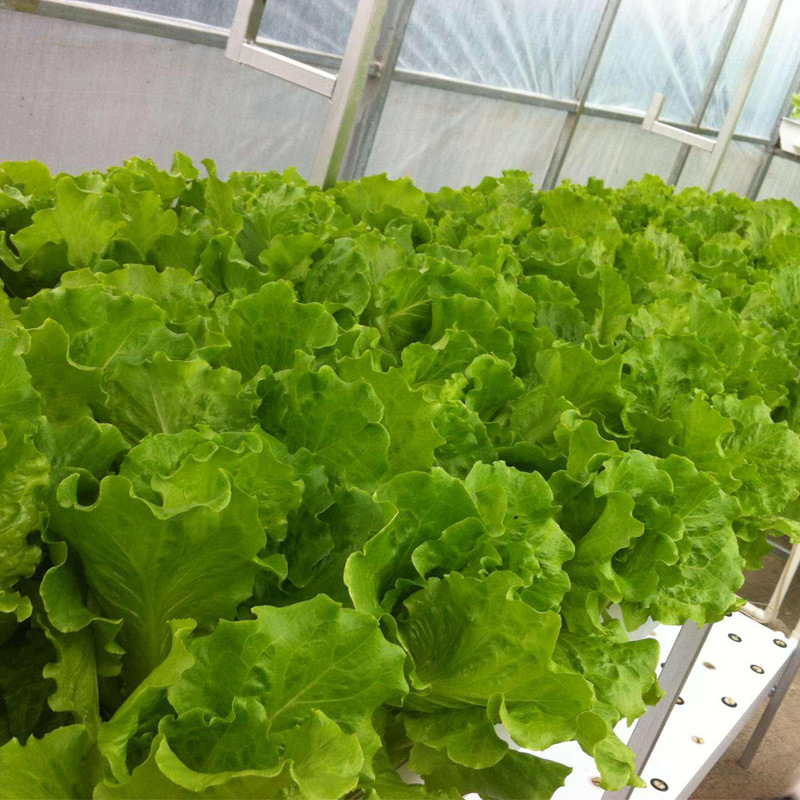 香港玻璃生菜种子种籽孑春季阳台种菜蔬莱菜仔四季盆栽沙拉蔬菜孑