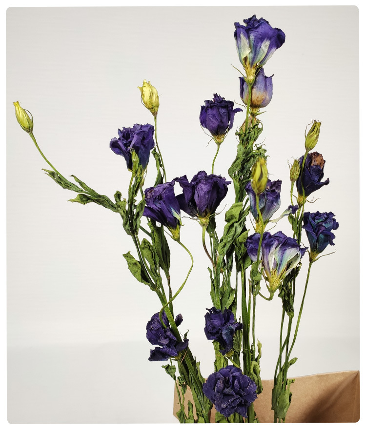 厂家直销洋桔梗干花花束 ins干花北欧批发乾燥花装饰干花客厅摆设