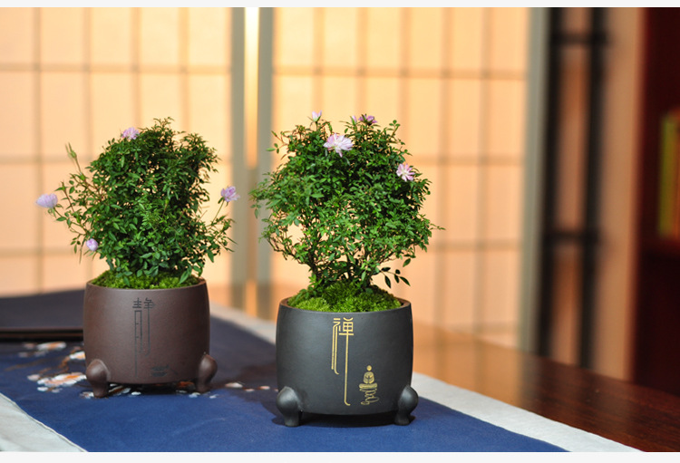 姬月季姬乙女姬蔷薇迷你微盆景室内阳台桌面四季花开盆栽花卉