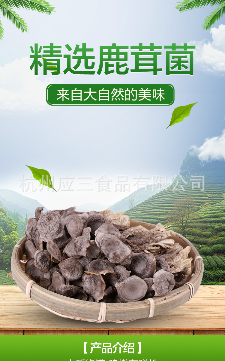 九千馆浙江产地货源鹿茸菇500g人工挑选鹿茸菌