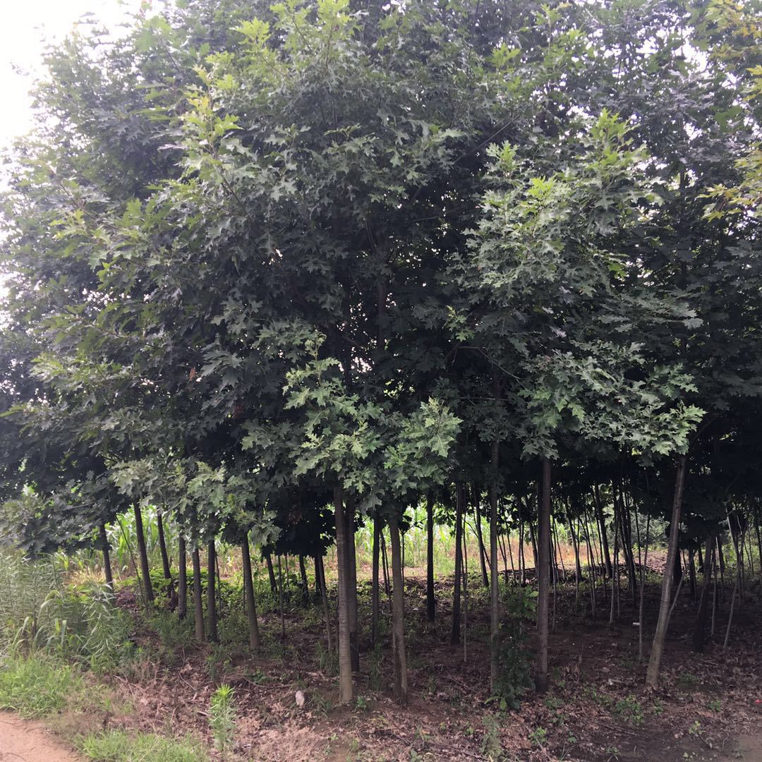 直销红橡树苗 1 2 3公分红橡苗 绿化彩叶树种 北美红橡苗