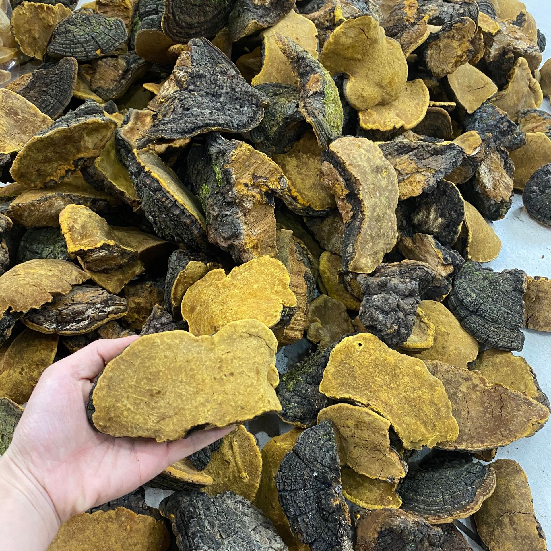 众珍元西藏桑黄金边桑树桑黄黄灵芝现有大货一件代发