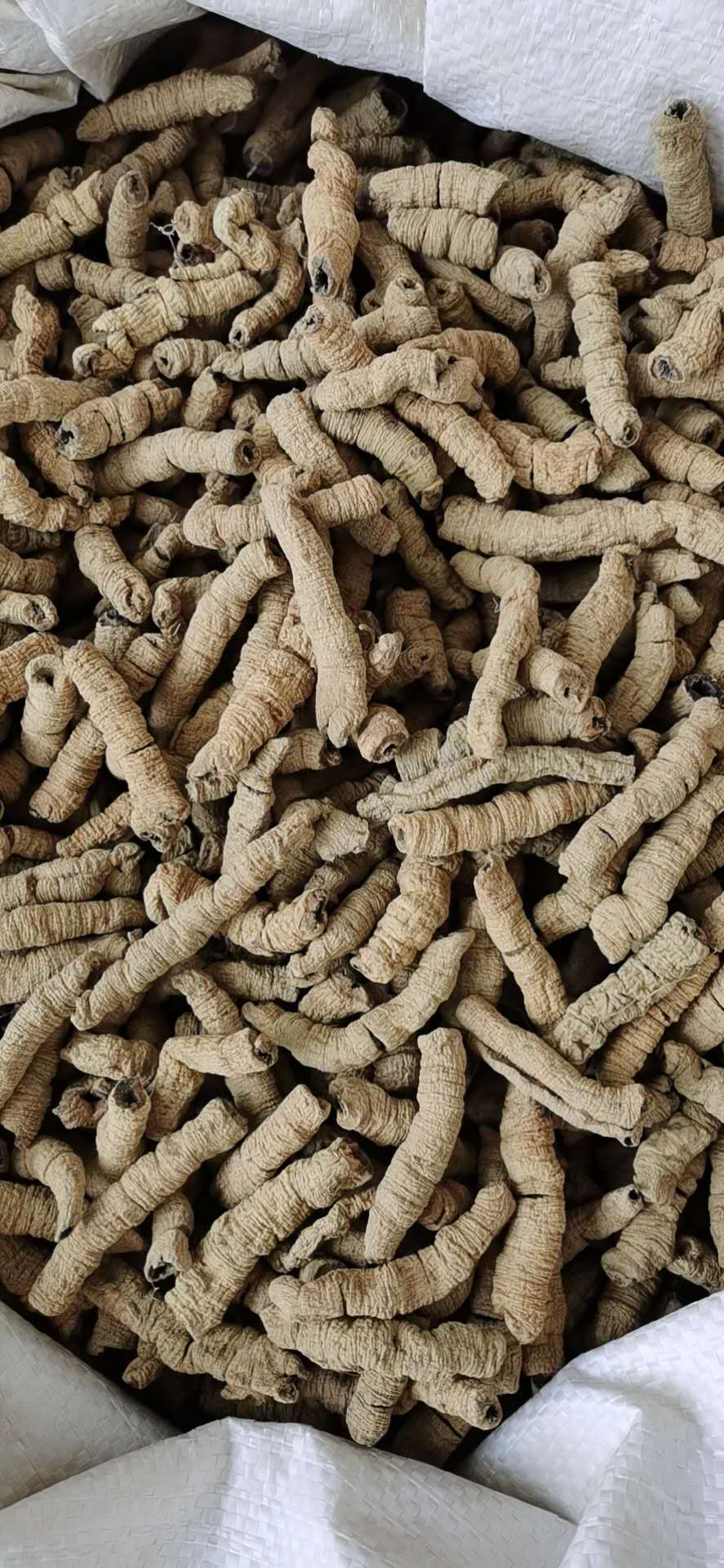 巴戟天bajitian 产地广东德庆县 11月产新68元没公斤包邮巴戟肉