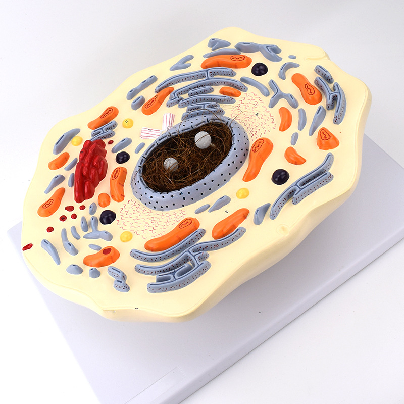 enovo颐诺动物模型生物教学标本动物结构微观放大高尔基体线粒体