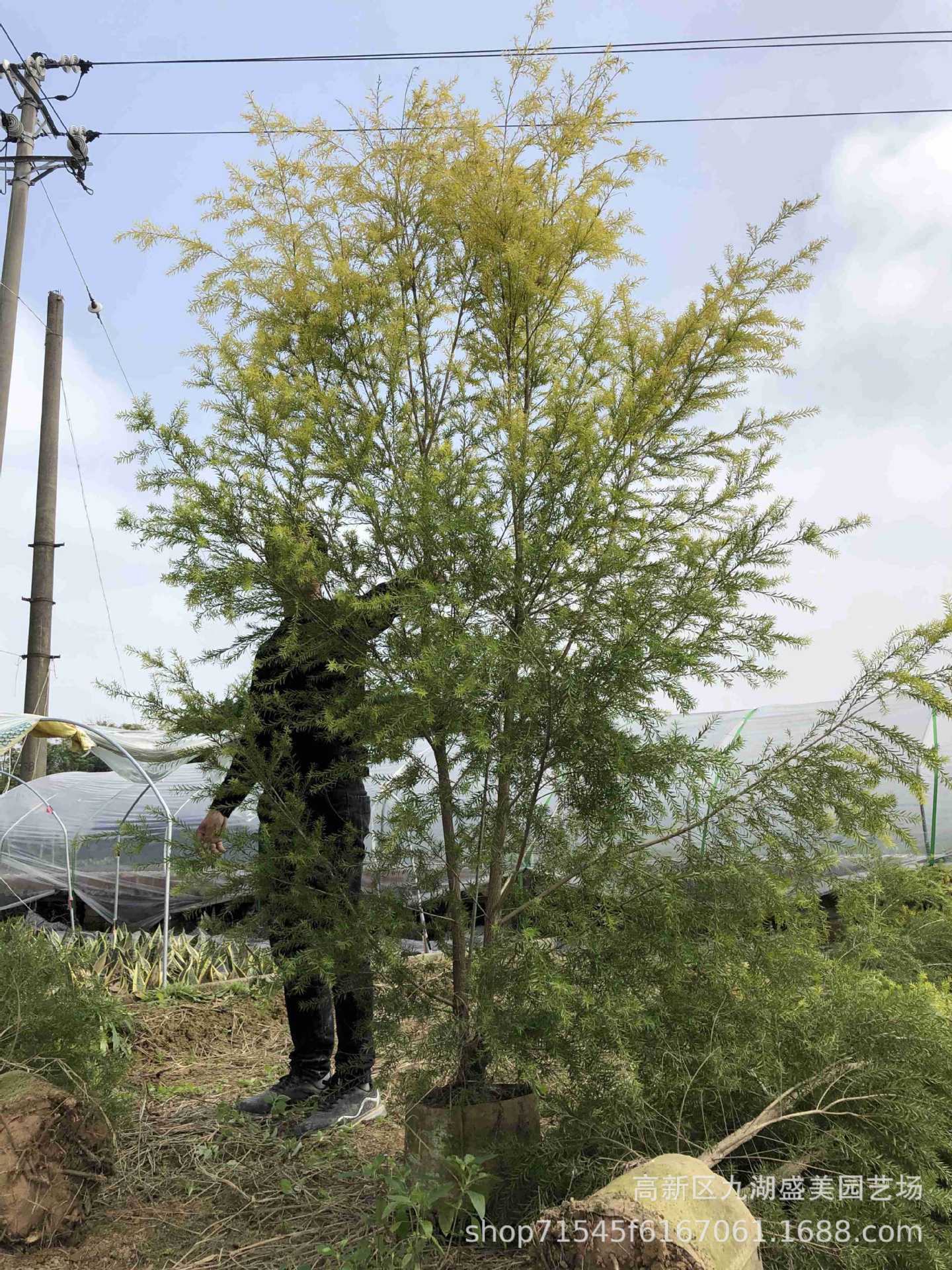 湖北千层金球1米高 黄金宝树基地 贵州黄金香柳球 浙江千层金价格