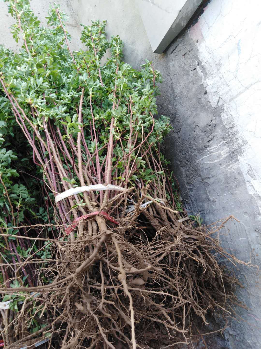 诺上花平阴重瓣红玫瑰花苗木 食用玫瑰苗鲜花苗木新鲜玫瑰苗山东