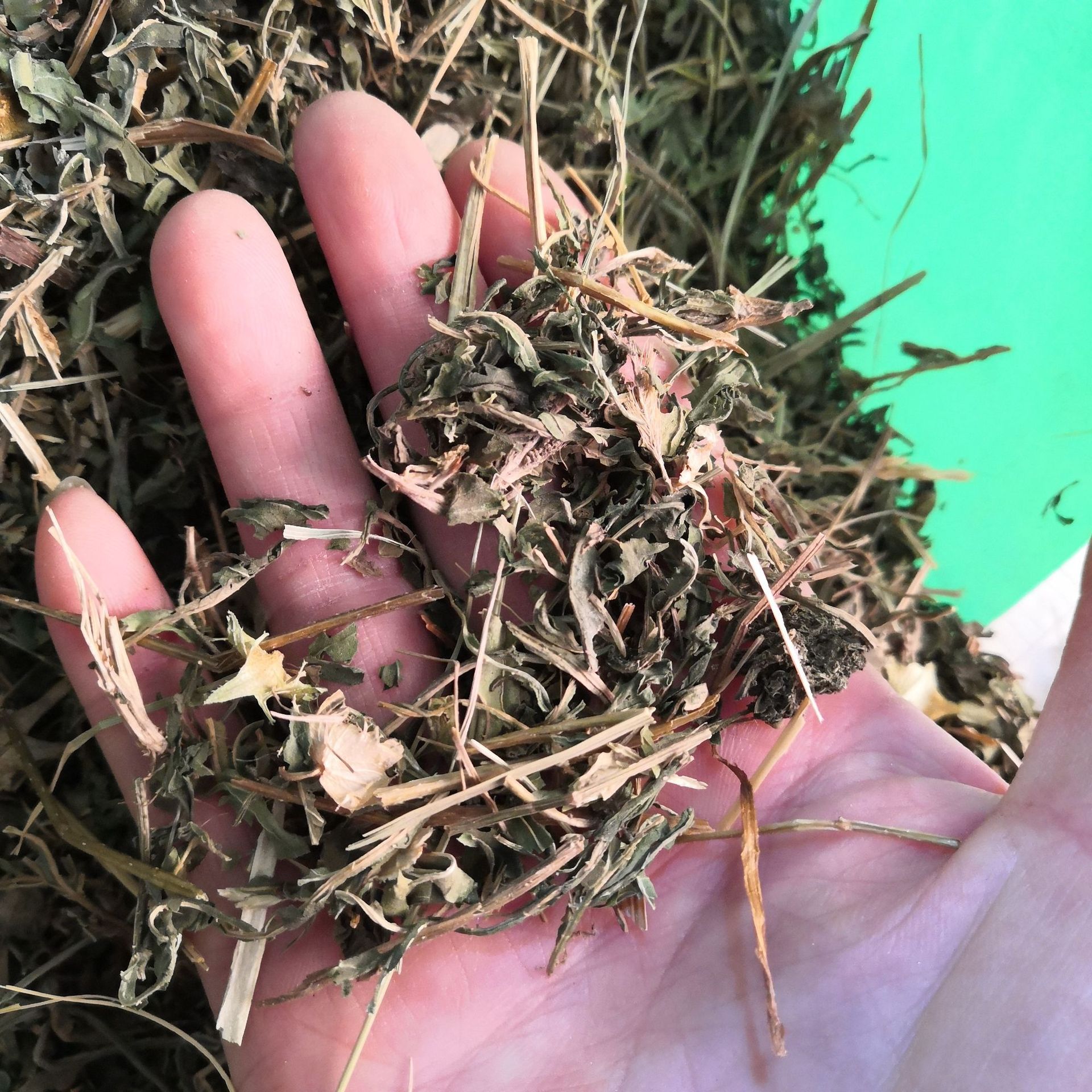 批发荨麻红活麻中药材荨麻荨麻草荨麻叶实物拍摄