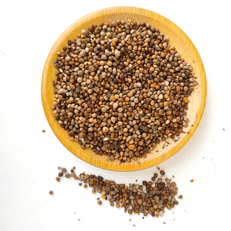 紫苏子 东北紫苏子大苏子籽黑苏籽种子紫苏子500克 新货-阿里巴巴