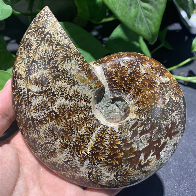 矿物天然马达加斯加玉化螺雕嘴螺螺化石菊石摆件螺