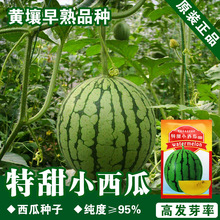 西瓜种子西瓜籽水果种子蔬菜种子批发菜种菜籽种子公司四季播种