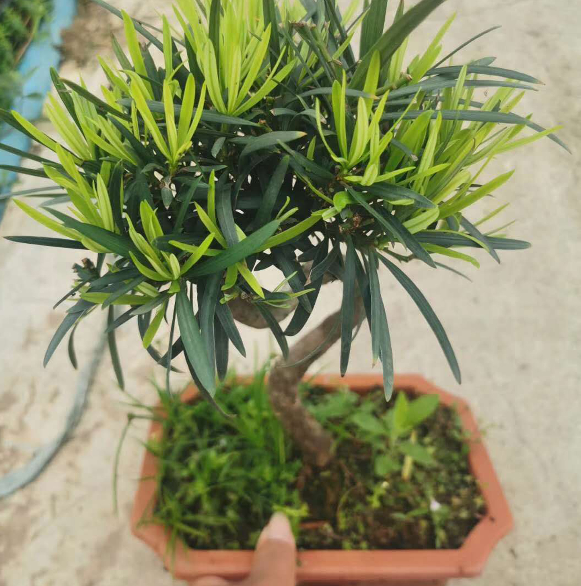 基地直供罗汉松造型盆景居家植物花卉盆栽25公分罗汉松