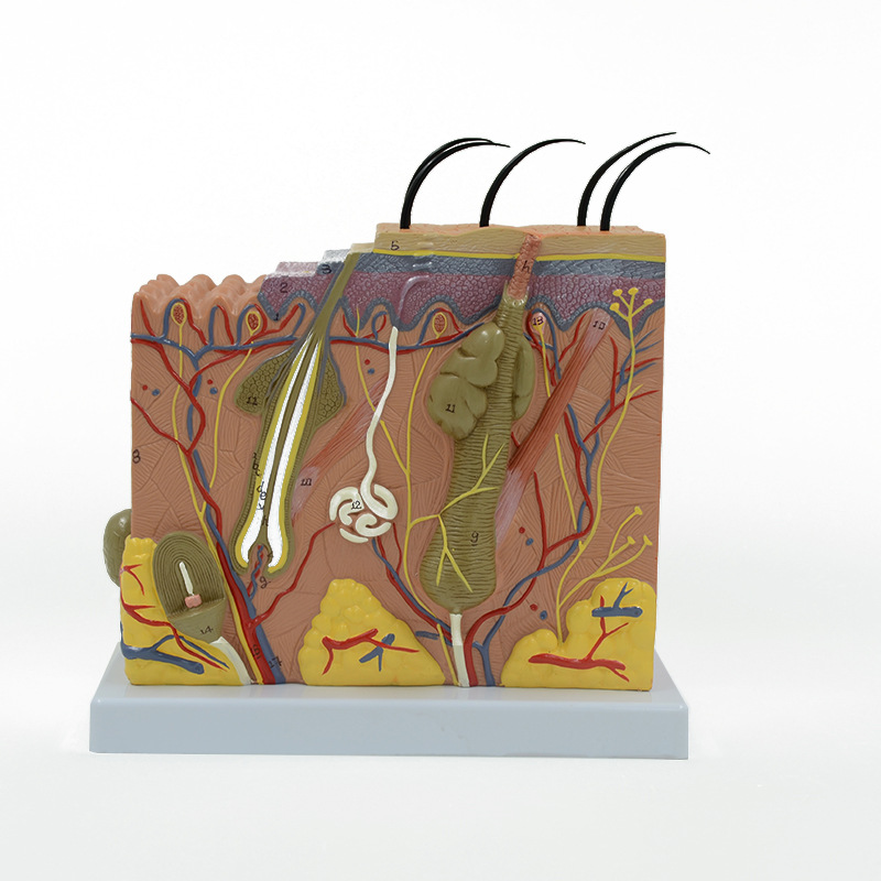 医用教学皮肤科70倍立体皮肤模型 人体皮肤层次结构放大解剖模型